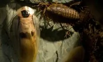 Drought, Hot Weather Worsens Pest Infestations