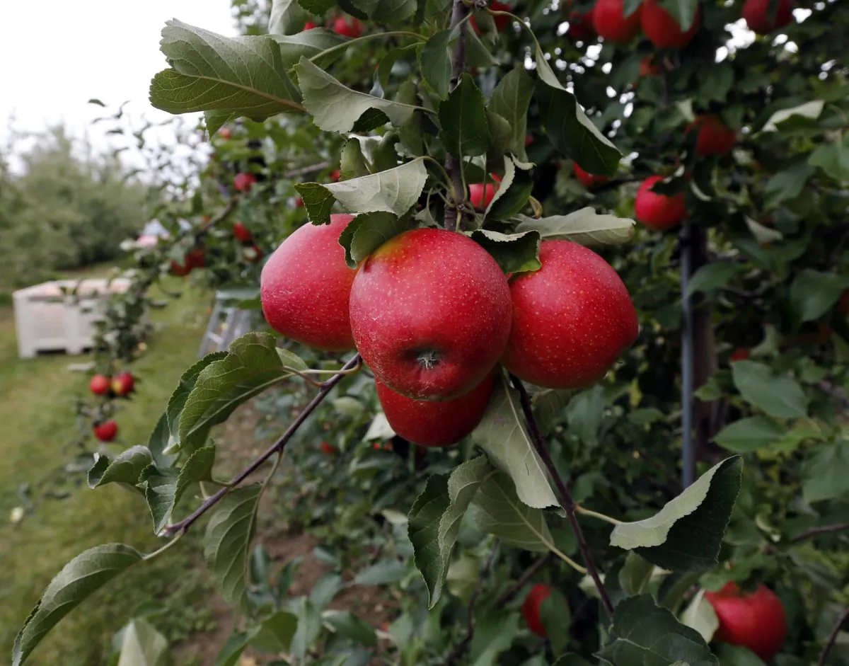 In this Oct. 14, 2014 photo, apples grow on a tree at Samascott Orchards in Kinderhook, N.Y.   Apple growers are tapping into the hard cider revenue stream after sales of hard cider in the U.S. have tripled over the last three years to $1.3 billion in 2013. (AP Photo/Mike Groll)
