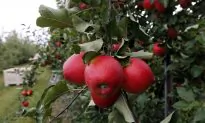GMO Apples: Would You Eat an Apple That Never Turned Brown?