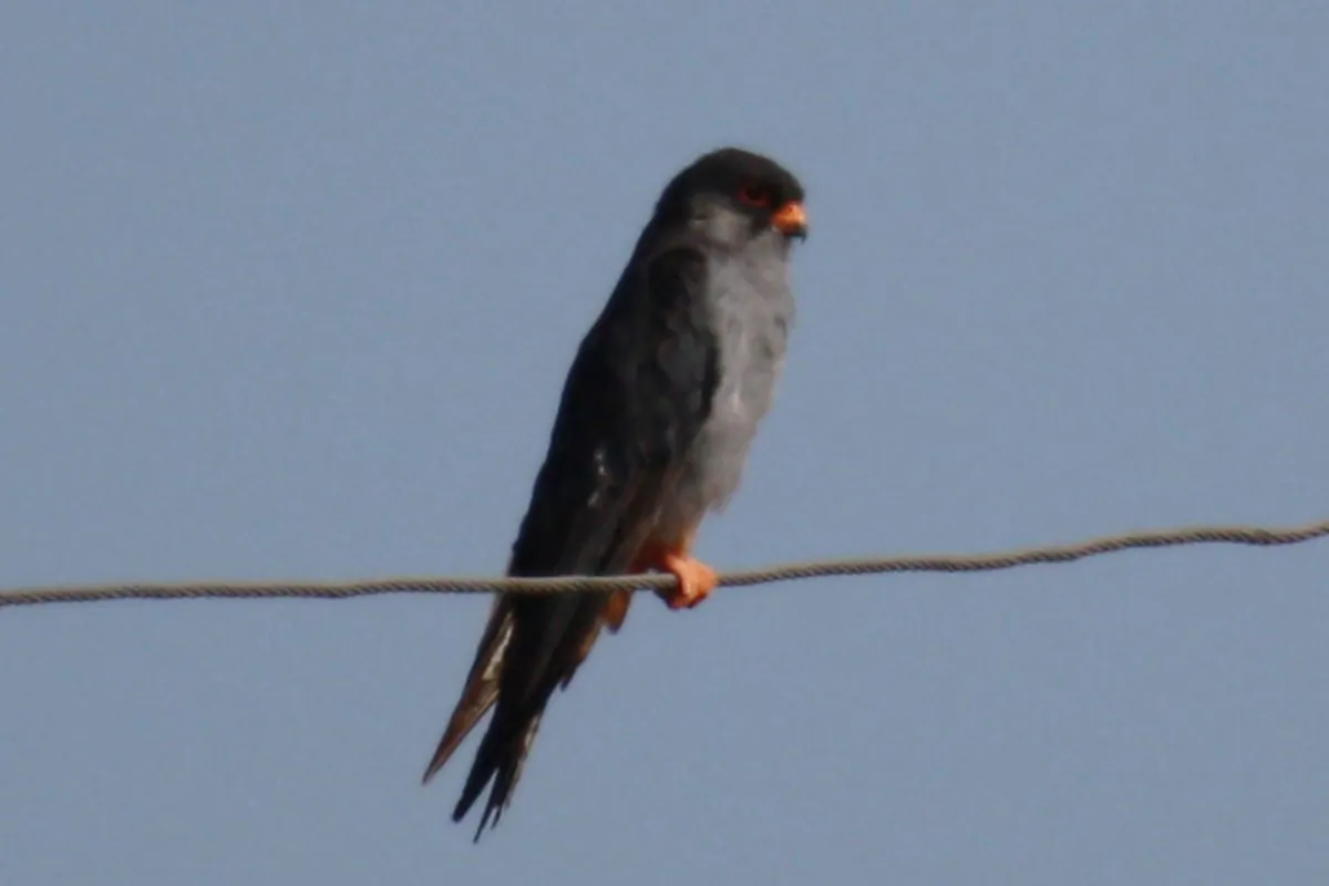 Amur Falcon (Alastair Rae from London, United Kingdom/www.wikimedia.org)