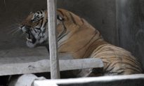 New Royal Bengal Tiger Project in India Launched
