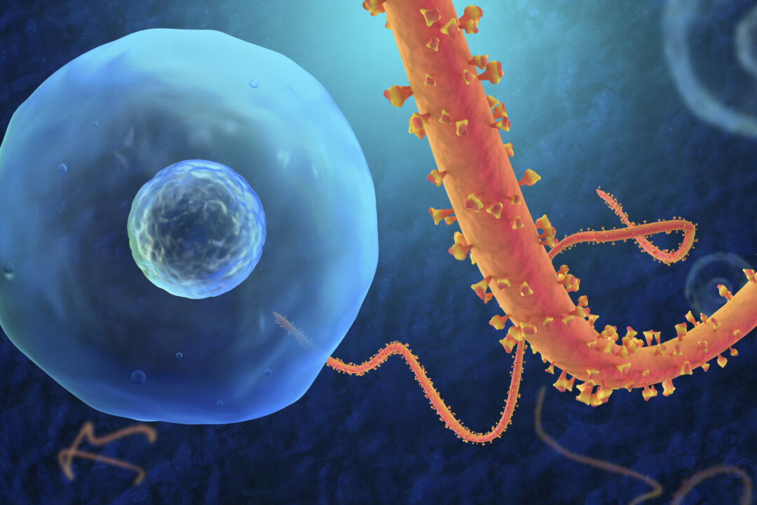 An illustration of the ebola virus. (Bumbasor/iStock/Thinkstock)