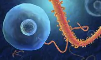 Are Some People Immune to Ebola?