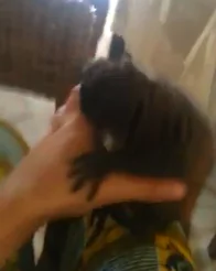Adorable Lemur Plays With Hand (Video)