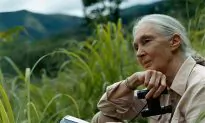 Jane Goodall Joins Mongabay for Conservation