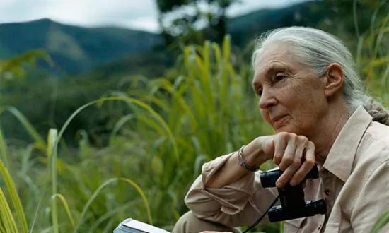 Jane Goodall Joins Mongabay for Conservation