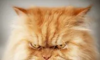 Move Over Grumpy Cat, Angry Cat Is Here