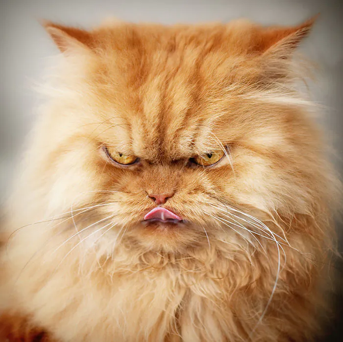 Garfi, the evil grumpy Persian cat