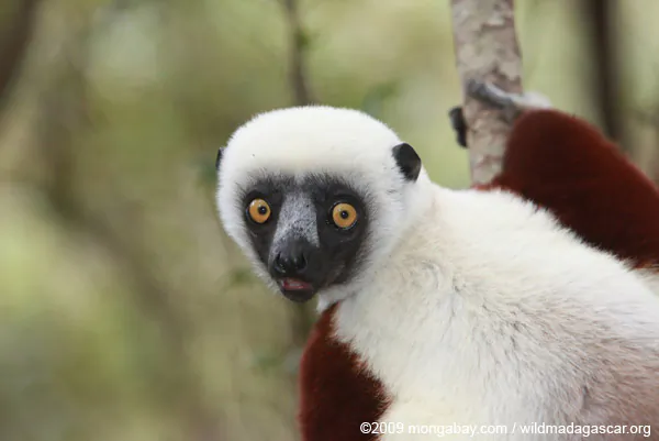 Governments Increase Funding to Conservation