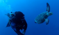Diver Swims Side by Side With a Turtle (Video)