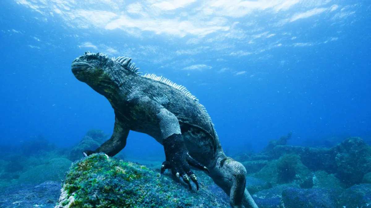 A marine iguana stands on a rock covered in green algae in a still from “Galapagos 3D.” (Colossus Productions/nWave Pictures)