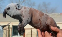 Piglet Born With Elephant-Like Trunk (Video)