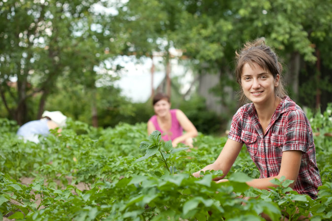 A woman working in the tomato field (Shutterstock*)