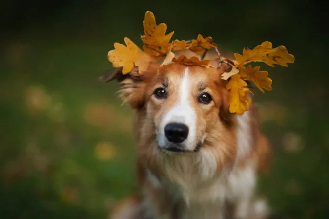 (Shutterstock*)