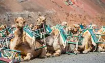 What to Do in Lanzarote!
