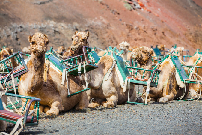 Dromedaries waiting for tourists in Lanzarote (Shutterstock*)