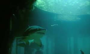 German WWII U-Boat Found Near North Carolina Coast (Video)