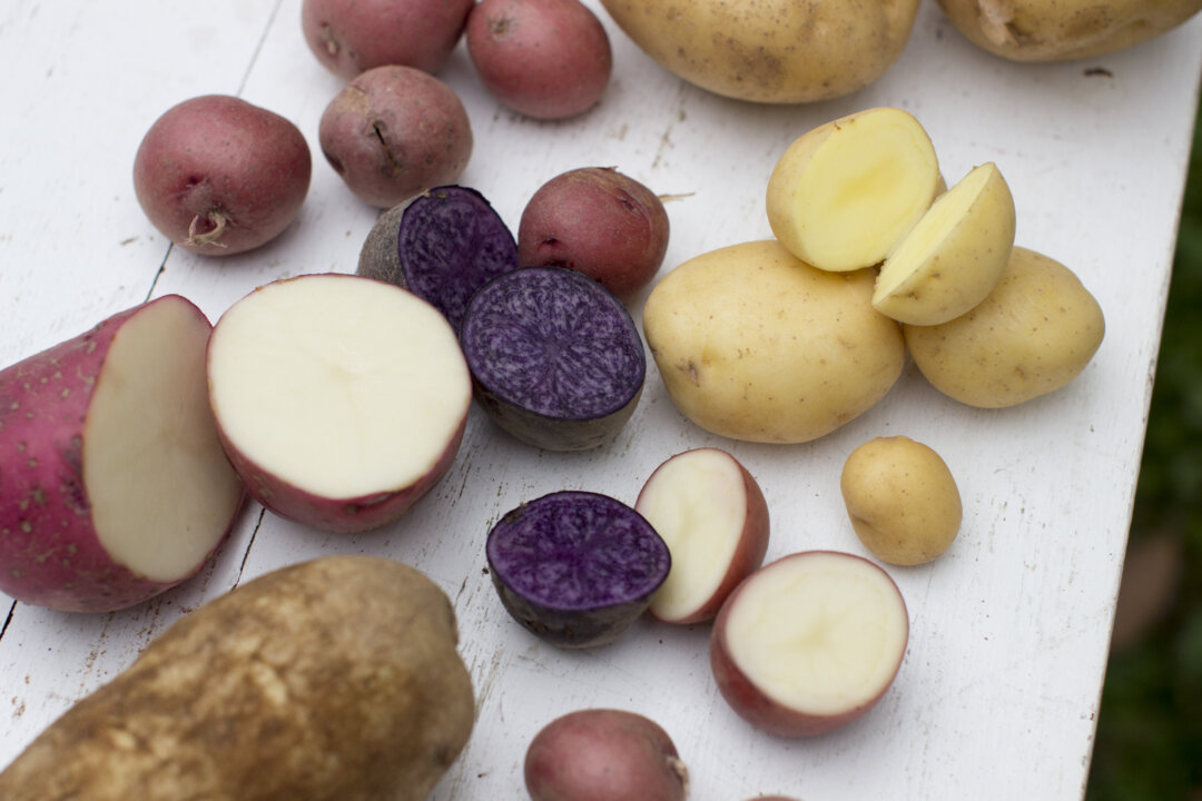 This Sept. 29, 2014 photo shows a variety of potatoes in Concord, N.H. Mashed potatoes don’t need a whole lot of effort to taste amazing; a little butter, a little cream or milk, a bit of salt and pepper, and some muscle really are all it takes to convert boring potatoes into one of our favorite comfort foods. (AP Photo/Matthew Mead)