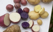 Controlling Obesity With Potato Extract