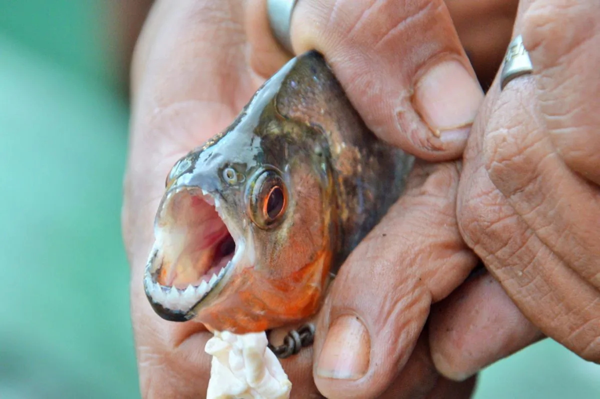 Piranha (Tomasz Lisowski, Adventurous Travels