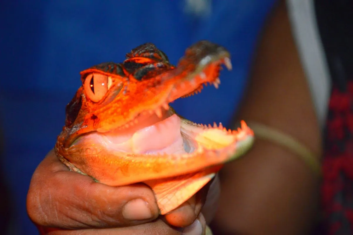 The caiman (Tomasz Lisowski, Adventurous Travels)