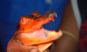 How to Get to the Amazon Jungle