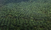 Palm Oil Companies Can’t Protect Forests