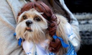 Wait, Americans Spend How Much on Halloween?