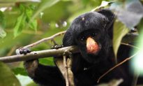 Brazil-New Rainforest Reserve Declared