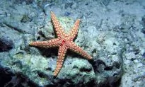 ‘Starfish’ Crystals Could Lead to 3-D-Printed Pills