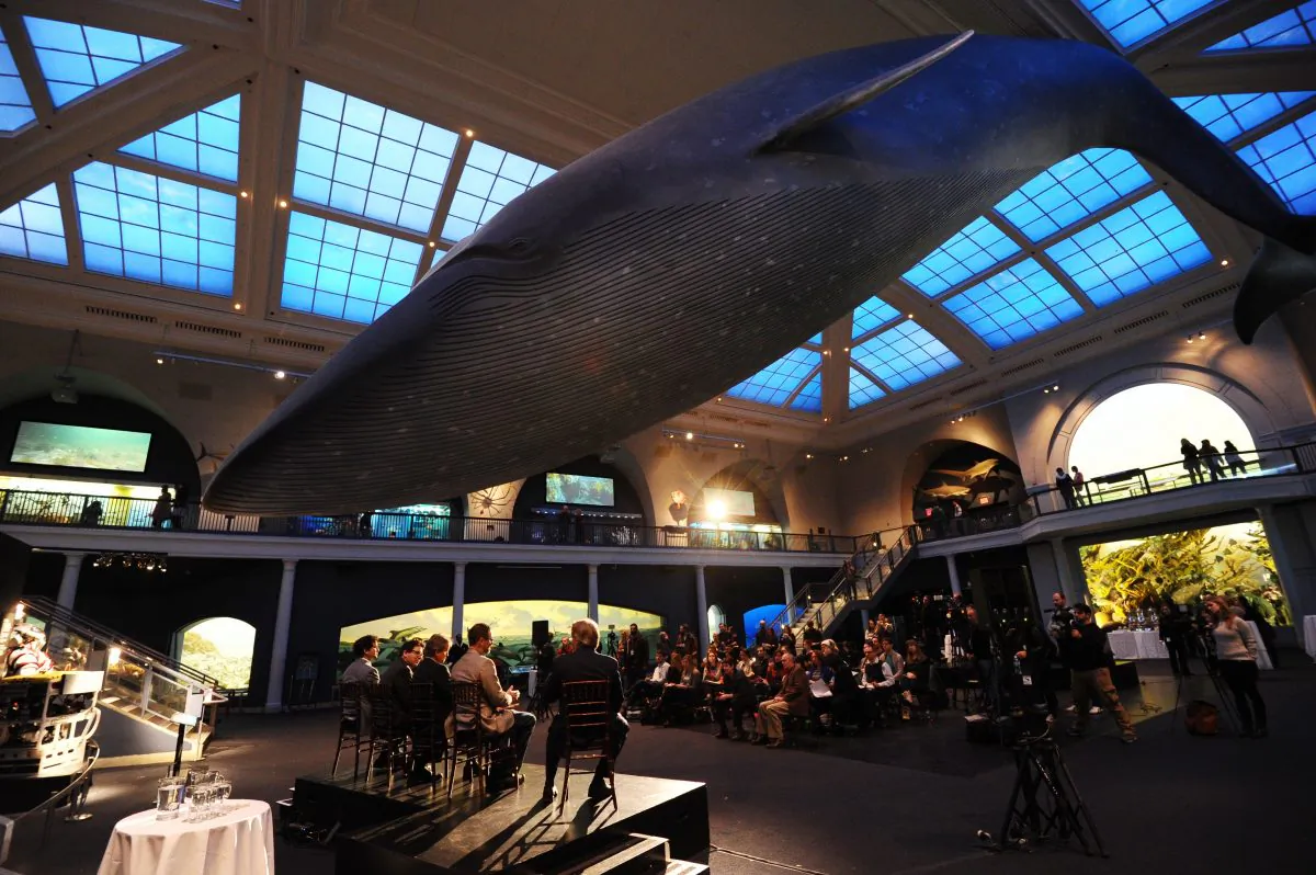 A life-size replica of a blue whale is suspended from the ceiling in the Milstein Hall of Ocean Life during a press conference at the American Museum of Natural History in New York, February 27, 2014. (Stan Honda/AFP/Getty Image)