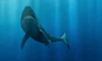 Study Doesn’t Prove Megalodons Are Extinct, Never Needed to (Video)