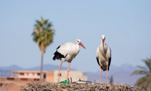 Bird Watching Paradise in Morocco