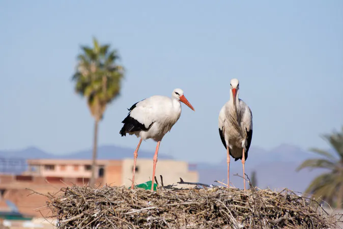 White Storks (Shutterstock*)