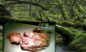 Clonycavan Man: A 2,300-Year-Old Murder Mystery