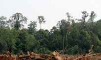 Indonesia Merges Environment and Forest