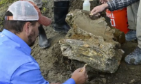 Scientists Might Have Found a Complete Mammoth Skeleton (Video)