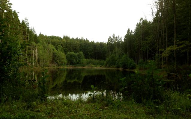 Small forest ponds are most at risk of being poisoned if they have dumped ammunition in them. (Susanne W Lamm/Epoch Times)