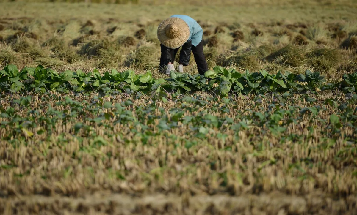 A farmer harvests a crop in the village of Gangzhong in China's eastern Zhejiang Province on Nov. 19, 2013. China suffers from severe economic inequality, with 468 million people spending less than US$2 per day. (Peter Parks/AFP/Getty Images)