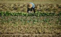 Two Sessions: Seeds, Breeding Animals is Chinese Agriculture’s Key Bottleneck