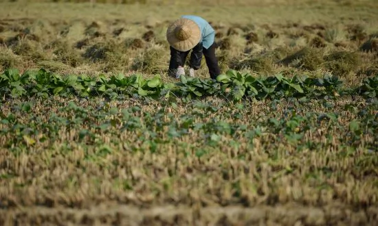 Two Sessions: Seeds, Breeding Animals is Chinese Agriculture’s Key Bottleneck