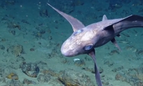 Deep Sea Vessel Spots ‘Ghost Shark’ (Video)