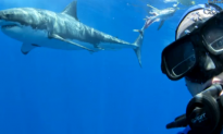 Diver Poses With Great White Shark (Video)