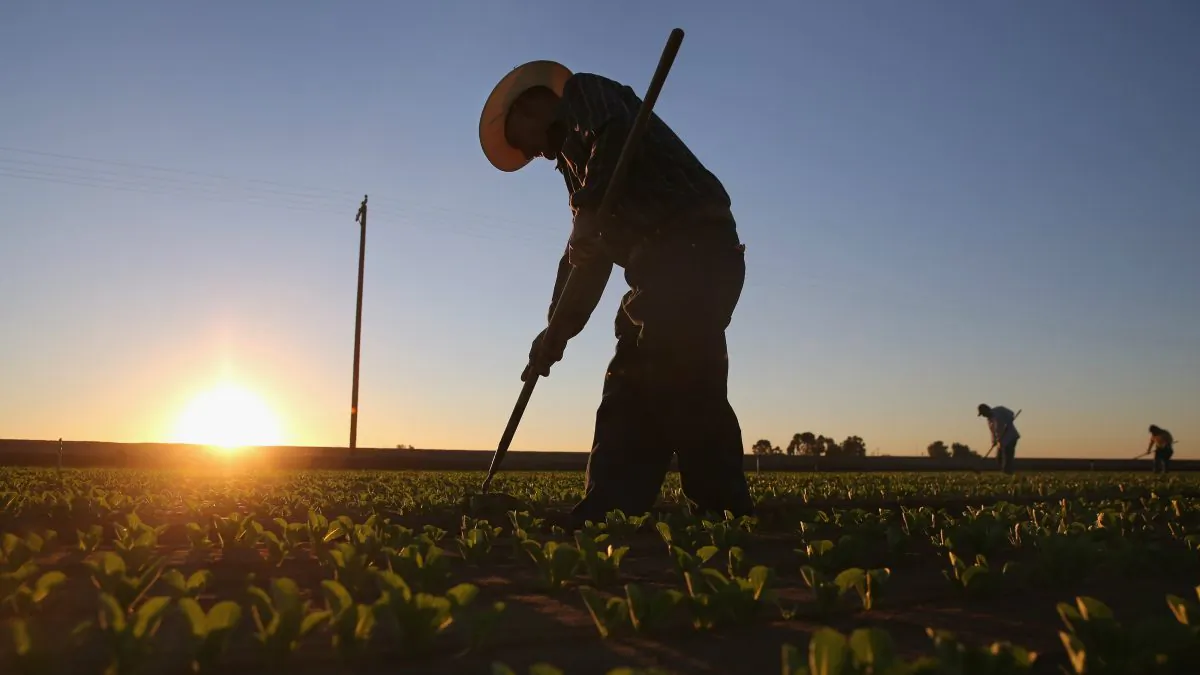 Mexican agricultural workers cultivate romaine lettuce on a farm in Holtville, Calif., on Oct. 8, 2013. (John Moore/Getty Images)
