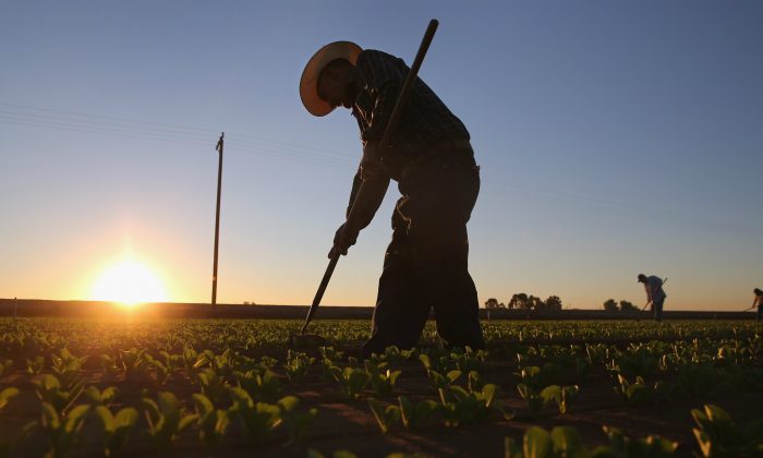 Mexican agricultural workers cultivate romaine lettuce on a farm in Holtville, Calif., on Oct. 8, 2013. (John Moore/Getty Images)