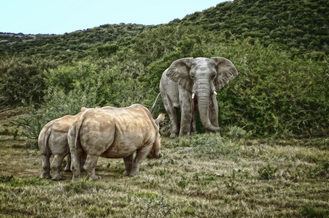 Two biggest land mammals on Earth. (Steve Slater)