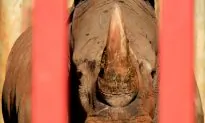 Chopping Off the Rhino’s Horn and the War on Wildlife Crime