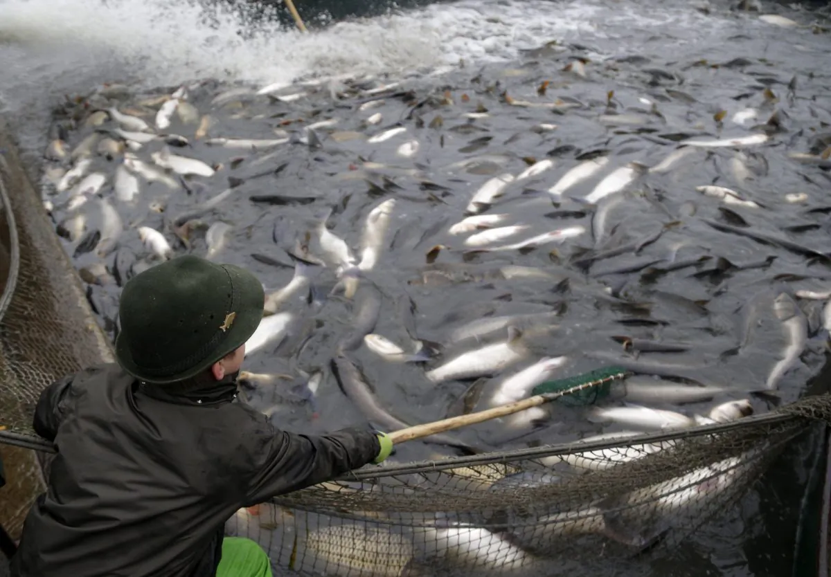 A young fisherman leans  ton catch a fish during a traditional fish haul at  the Vrkoc pond near the town of Pohorelice, Czech Republic, Saturday, Oct. 25, 2014. Fishermen use the traditional,centuries old way of catching the local carp,  considered by Czechs a delicate Christmas meal. (AP Photo/Petr David Josek)