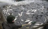 A Sustainable Approach for the World’s Fish Supply