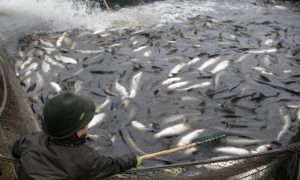 A Sustainable Approach for the World's Fish Supply